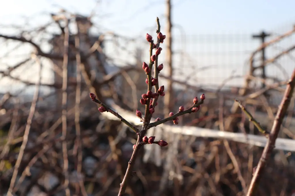 梅のつぼみが開花し始めました | 介護老人保健施設さくらの里｜公式サイト